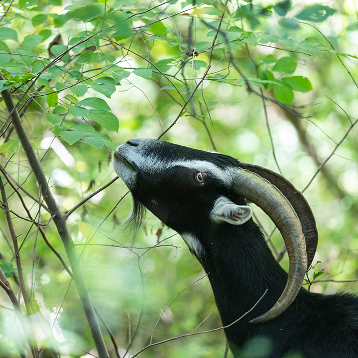 Goat eating invasive species